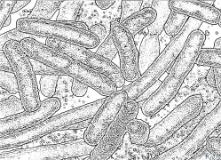 bacteriwm Tudalennau Lliwio Y Gellir Eu Hargraffu